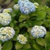 Thumbnail of new posts 132